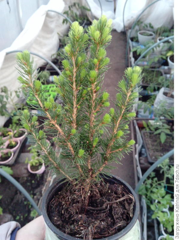 Ель Дейсис Вайт спустя пару недель после получения весна 2021г