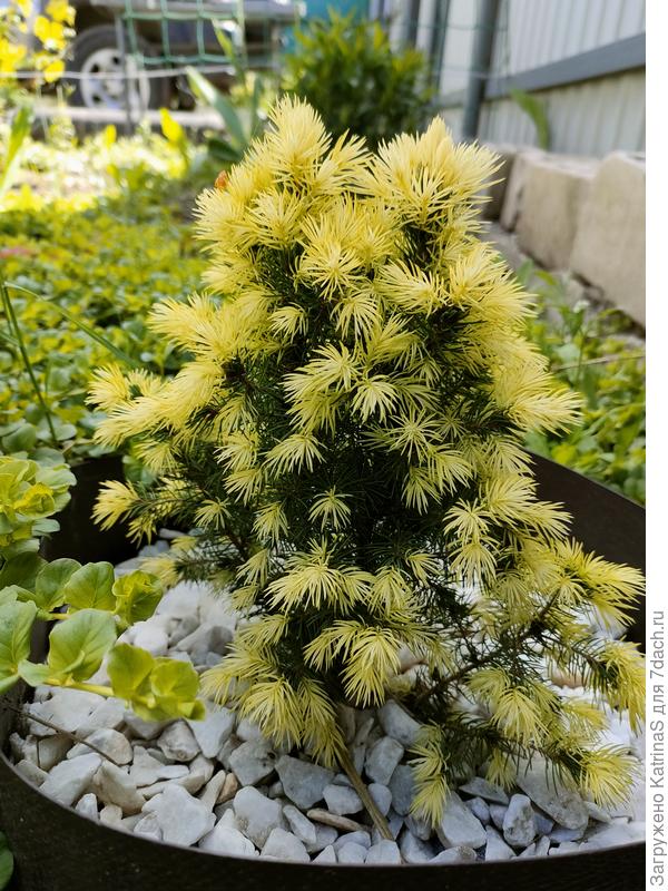 Ель Дейсис Вайт весна 2022г