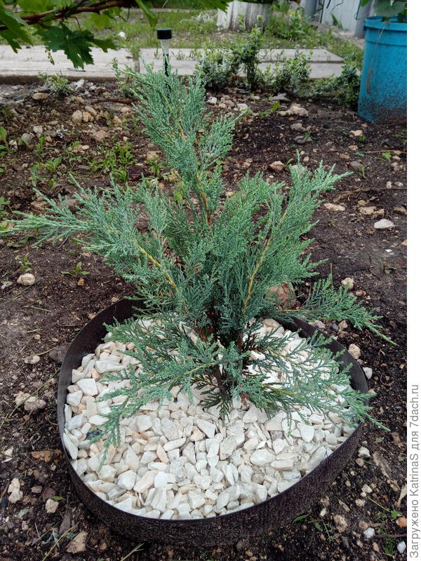 Можжевельник Мунглоу весна 2021