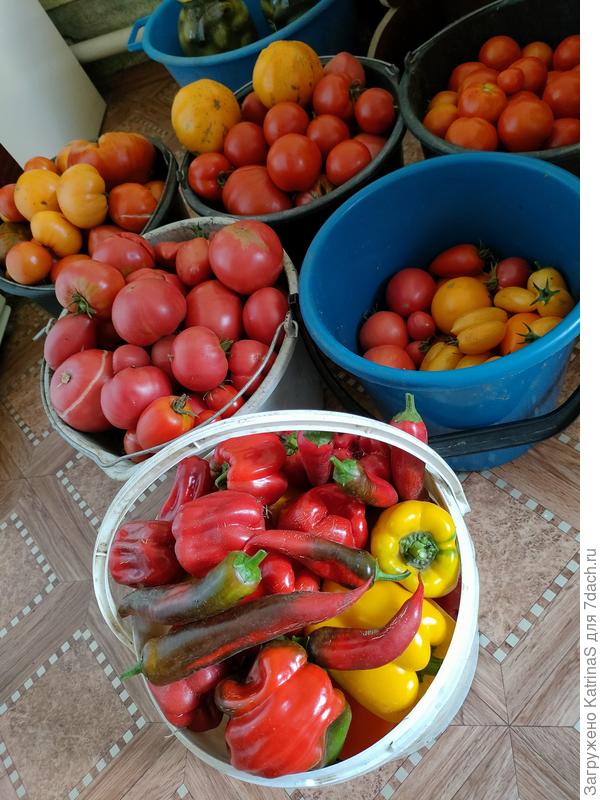 утро 6 августа, первый массовый томатно-перечный сбор