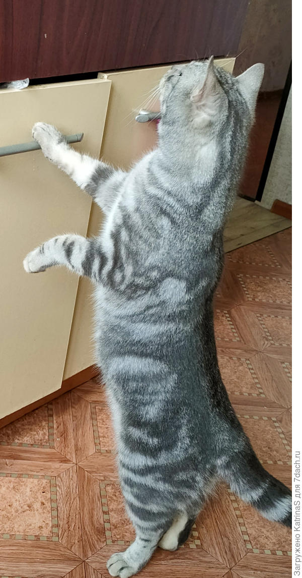 Что там вкусненького спрятали)))