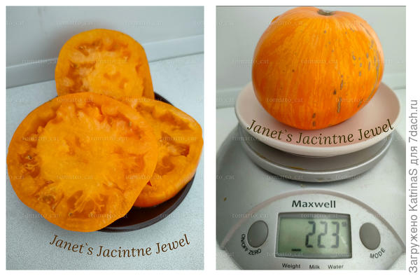 Гиацинтовое сокровище Джанет