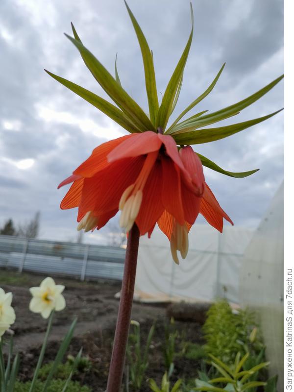 гордый рябчик