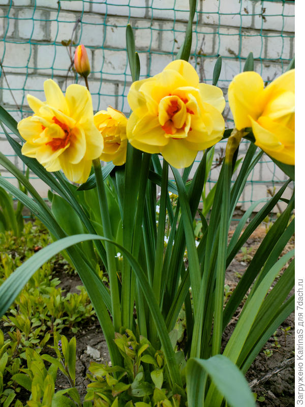 нарциссы