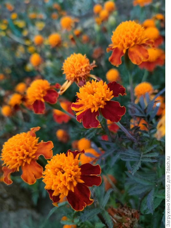 бархатцы