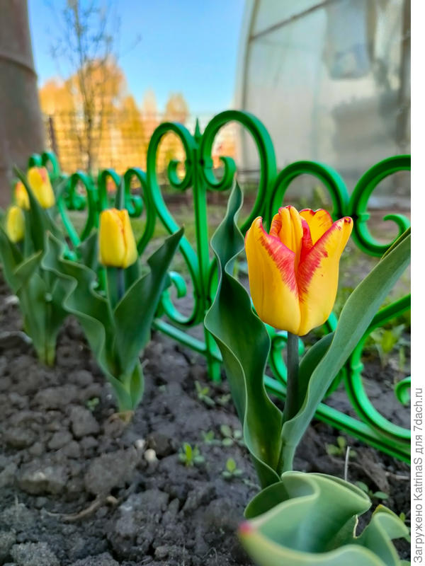 "бордюрные" тюльпанчики