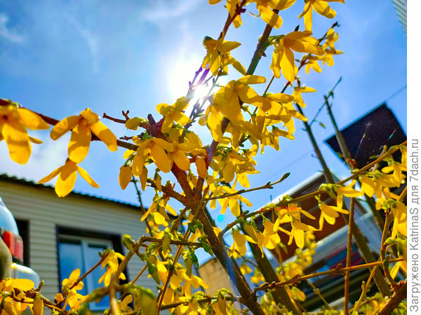 Весенние солнышки форзиции