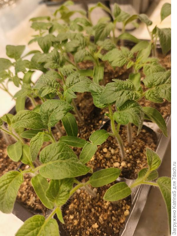 очень уже просили об отдельной жилплощади