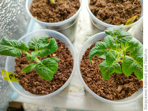 Такие разные листья у одного сорта