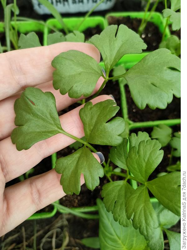 черешковый