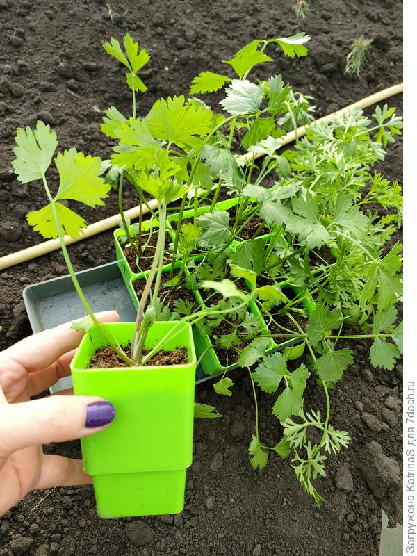 Корневой, 11 мая, день высадки