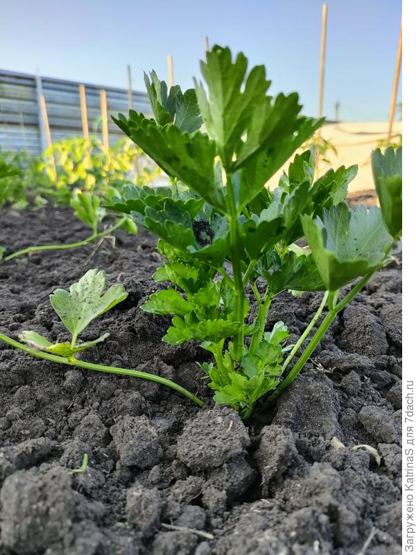 Черешковый, 29 мая