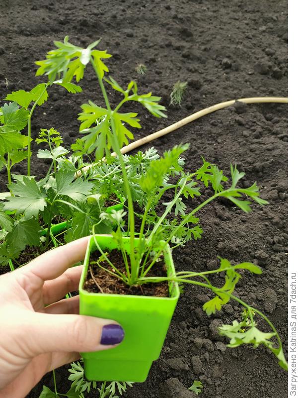 Корневой с морковными листиками, 11 мая, день высадки