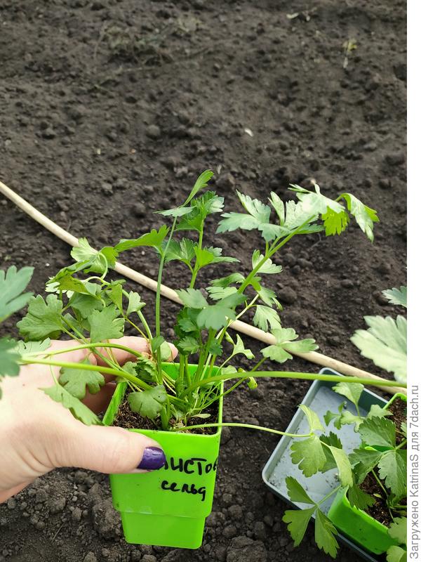 Листовой 11 мая, день высадки