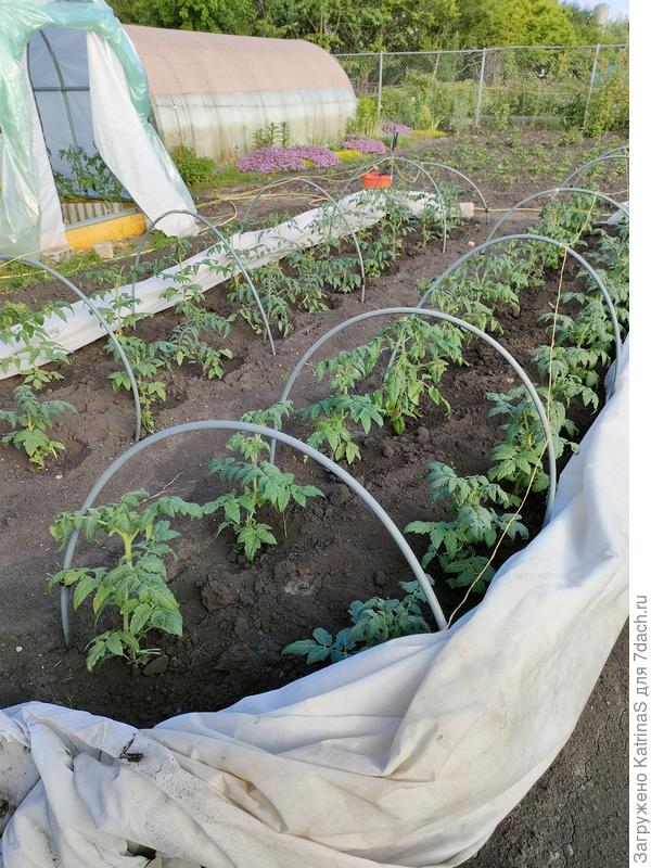 Вторая гномья грядочка