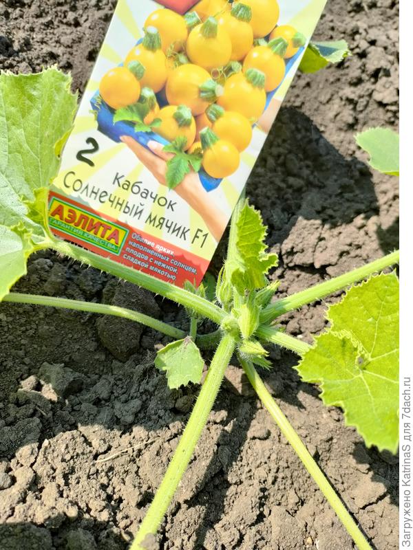 Через 2 недели