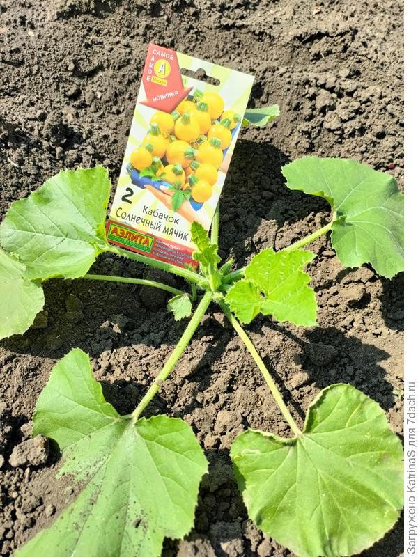 Через 2 недели