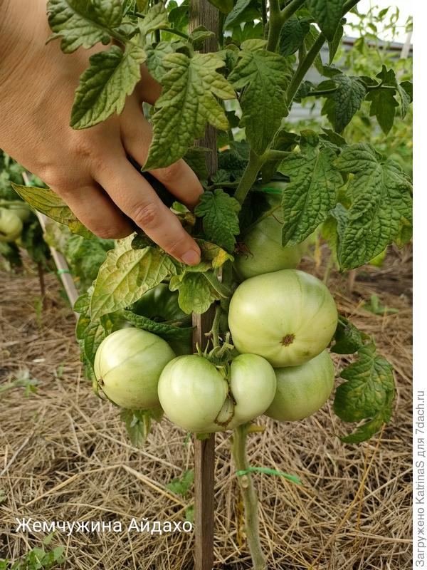 Жемчужина Айдахо. Спрятанные в листиках все "жемчужинки"