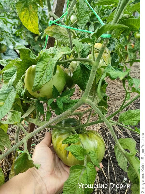 Угощение Глории. Тоже не очень много плодов, но все крупные, грамм 300-400 точно будут