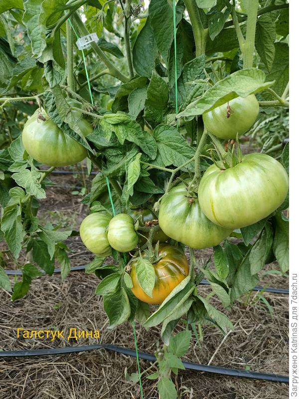 Королевский галстук Дина. Куст под полтора метра, вяжет отлично, очень крупные плоды. По вкусу и цвету похож на Улуру
