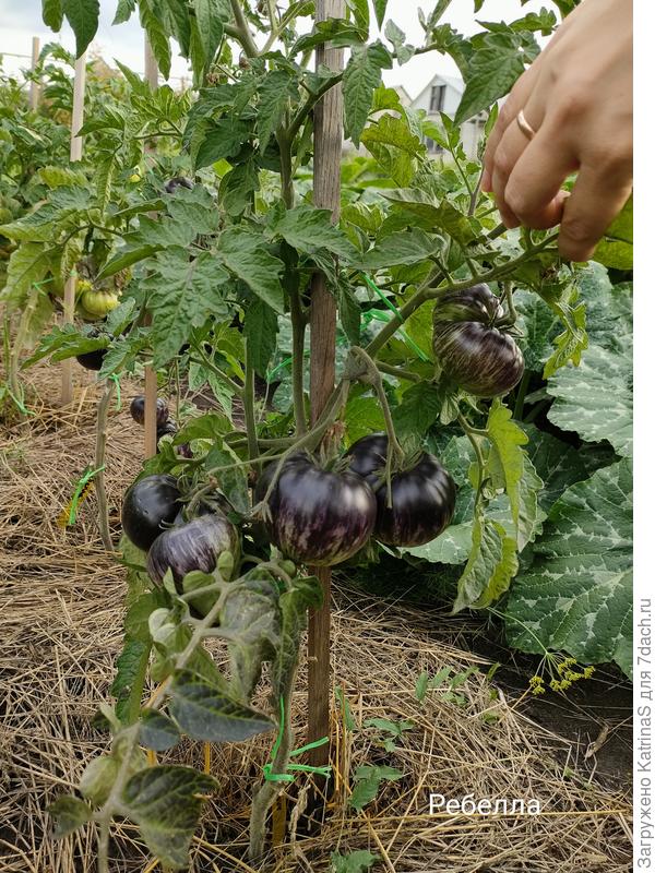 Ребелла. Тоже бросается в глаза из за черно-сине-белого цвета. Навязала неплохо