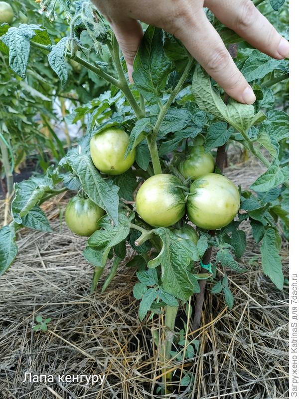 Лапа кенгуру. Много небольших "яблочек" все прячет в листве