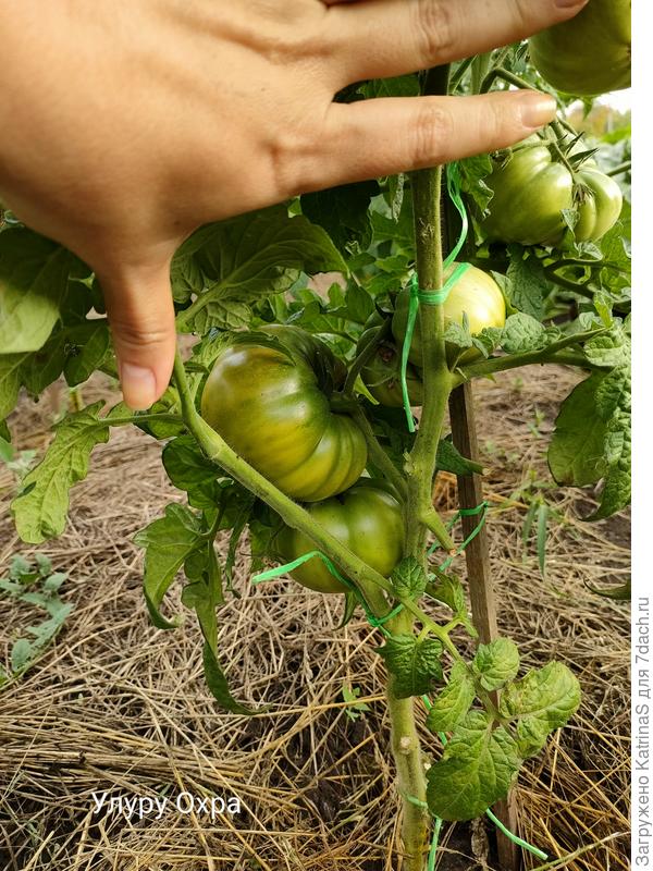 Улуру Охра. В том году была крупнее, но главное чтоб вкус остался прежним