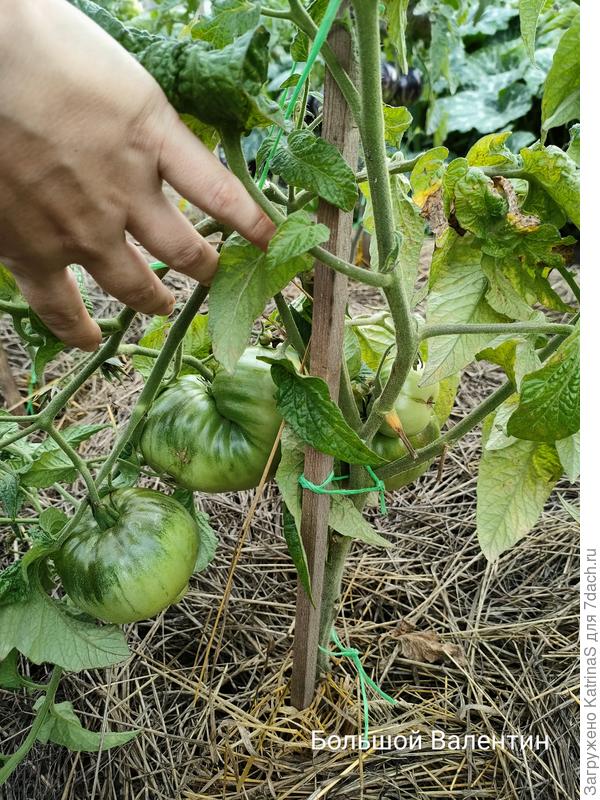 Большой Валентин. Ожидала конечно покрупнее и побольше в количестве, посмотрим на вкус