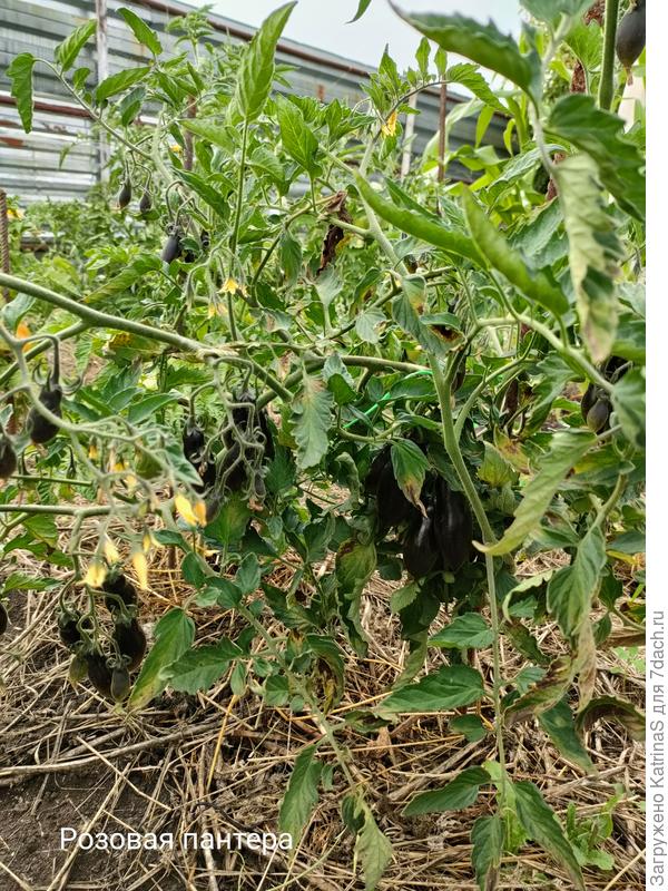 Розовая пантера. Бросается в глаза издалека, много кистей с черными плодами и при этом тонкая прозрачная листва.