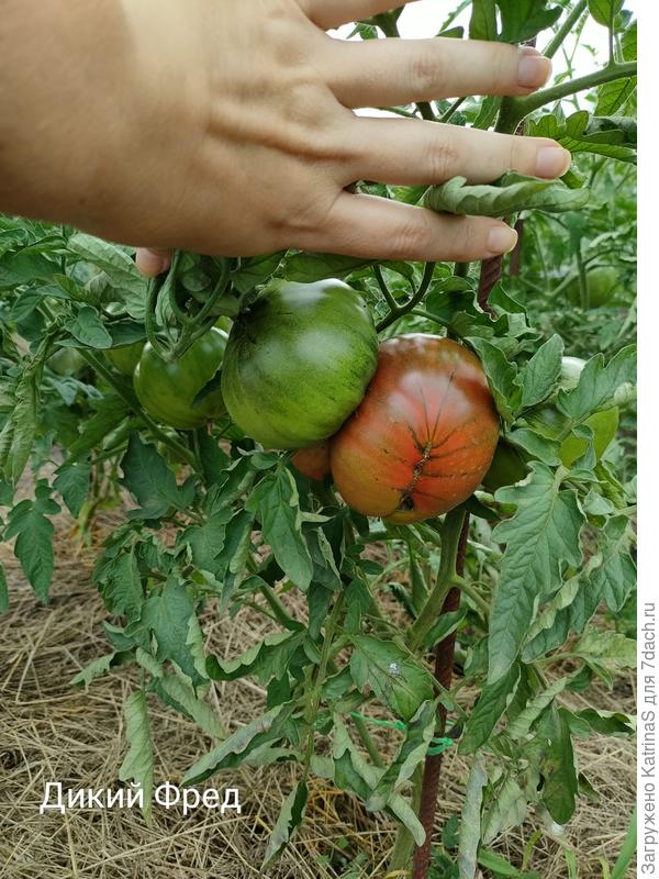 Дикий Фред, любимец-крупнячок