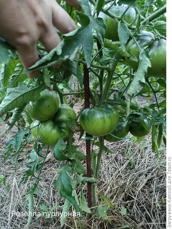 Розелла пурпурная. Второй год радует, вопросов к ней нет.