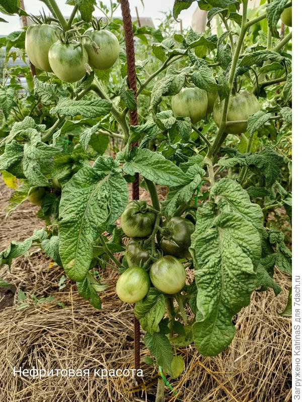 Нефритовая красота. Второй год, вопросов к ней нет.