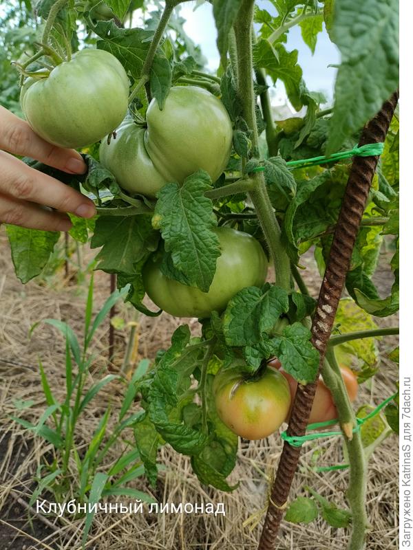 Клубничный лимонад. Вяжет вроде не плохо, средние по размеру томатики