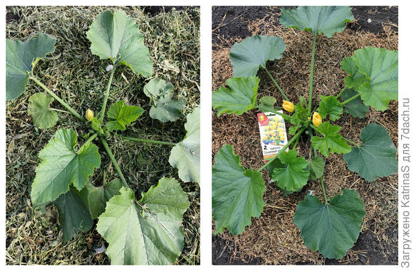 мульчирование