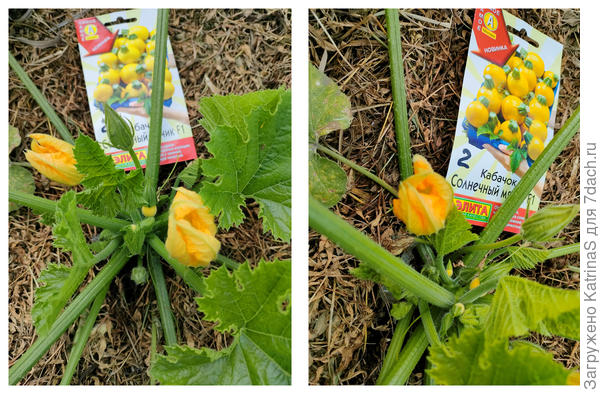 завязь мячик