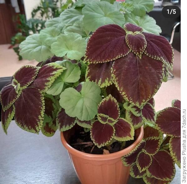 герань с колеусом