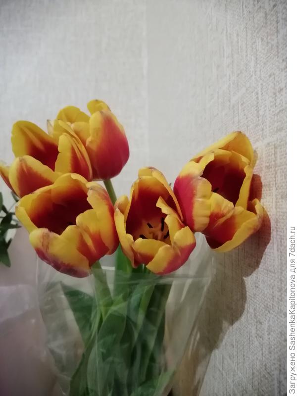 от старшей дочки