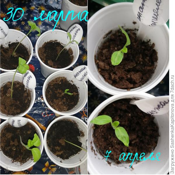 Первые настоящие листочки