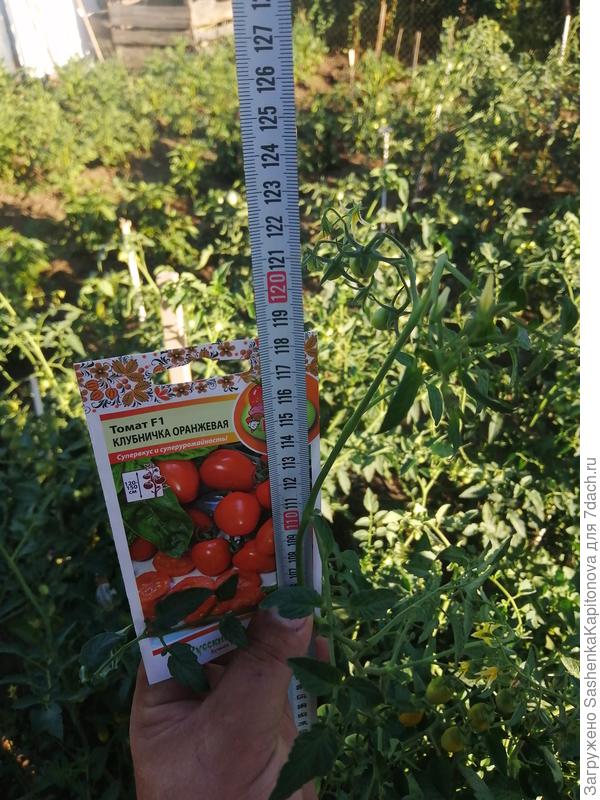 Клубничка жёлтая"