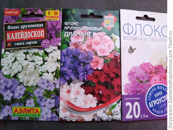 Низенькие флоксы