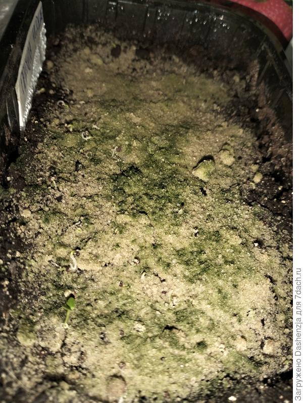 Примула крупноцветковая