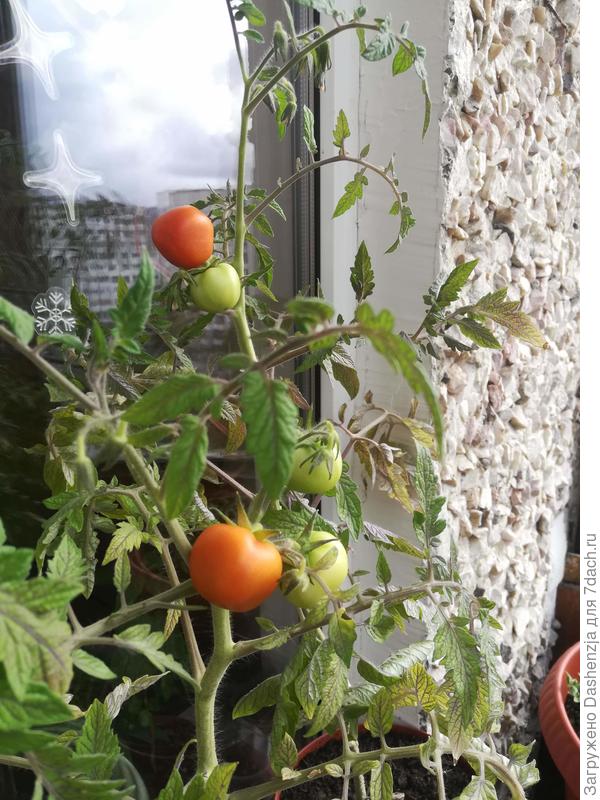 Сибирский скороспелый