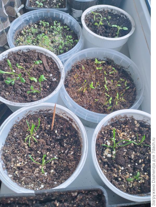 Пиретрум, колокольчики, котовник, армерия, целозия