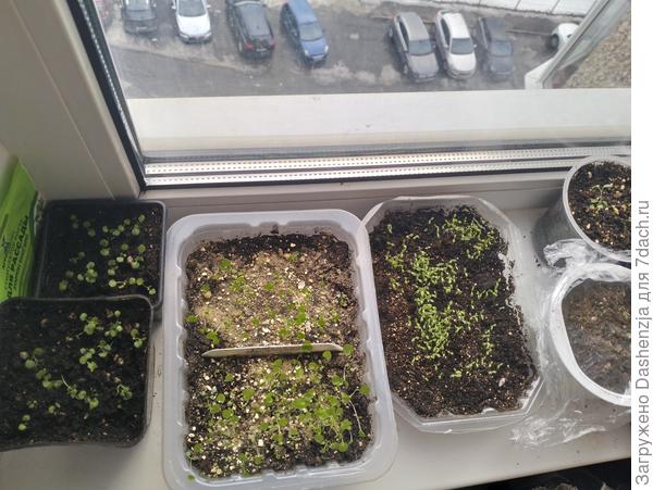 Монарда, колокольчики перс, гв травянка,