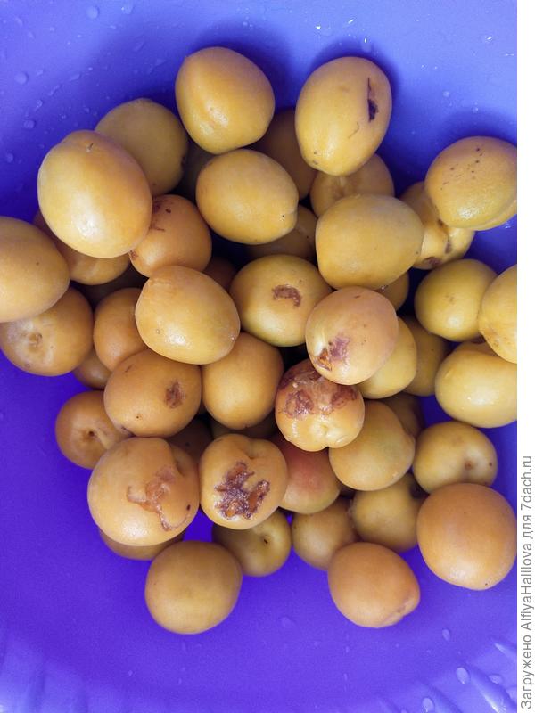 Первый урожай абрикосов