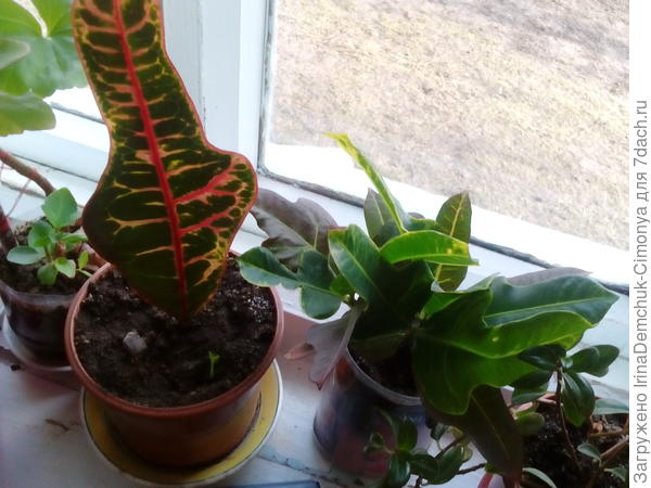 И вот эти 2 посадила в одно время. В ноябре. Черено вон как порос,а листик никак? И как называется тоже незнаю.