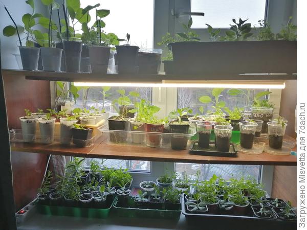 Внизу лобелия)