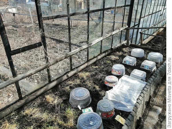 Посевы цветов в ткплице