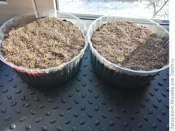 Лук Ялтинский от Аэлиты и Экстаз от Гавриш. Посев 12 февр