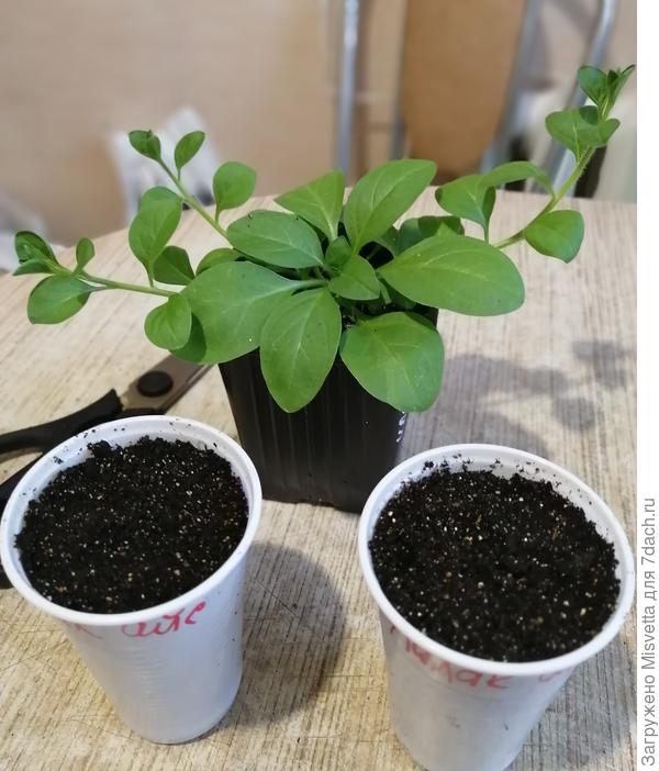 Опера суприм Лилак айс. Уже видно - красотка!